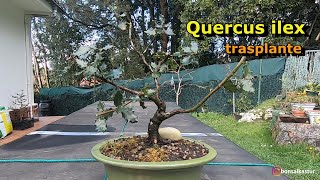 Trasplante de encina bonsai quercus ilex [upl. by Akihsan]