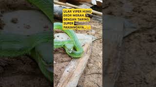 ULAR VIPER HIJAU EKOR MERAH TRIMERESURUS ALBOLABRIS DENGAN TARING SUPER PANJANG [upl. by Aehsila]