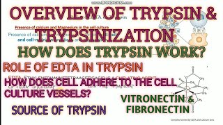 Trypsin and trypsinization in cell culture ll detachment of cells ll cell adhering proteins [upl. by Sarnoff264]