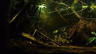 BADC2018  Peat swamp forest in Selangor Malaysia 375 L [upl. by Llennod]