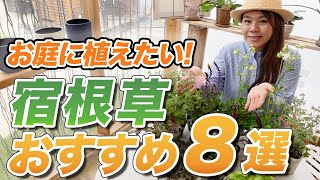 【植えっぱなしでもOK】今植えたいお洒落で丈夫な宿根草を8選おまけありご紹介します！【初心者向け】【ガーデニング】【園芸チャンネル】 [upl. by Annawahs]