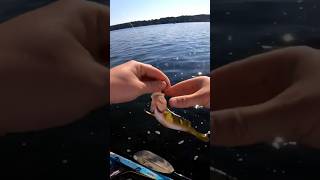 Amazing Ultralight Perch Fishing [upl. by Aruol]