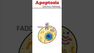 The Extrinsic Pathway of Apoptosis celldeath animation [upl. by Esirec558]