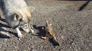 czechoslovakian wolfdog playin with little kitten [upl. by Adnof]