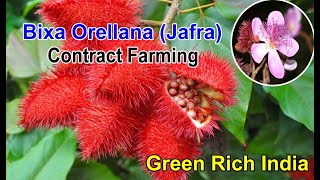 Bixa Orellana Jafra  One Year Plantation Contract Farming  plants for sale 08914800965 [upl. by Annirak658]