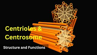 Centrioles structure and functions Centrosomes  Cilia and FlagellaBiology class 9 Cell biology [upl. by Haff811]