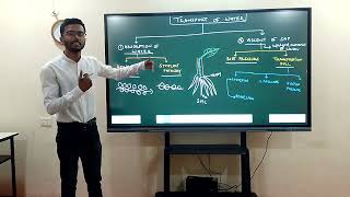 Absorption Of Water Apoplast amp Symplast Pathway  neetBIOLOGY  BansalClasses  KotaRajasthan [upl. by Nosredneh]