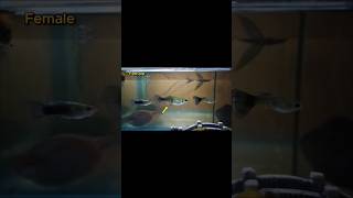 How To Identify Male amp Female Guppy Fish part 3 shorts aquariamfish guppy guppyfishtank fyp [upl. by Volney]