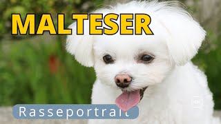 Malteser alles über die ägyptische Schönheit [upl. by Anetta]