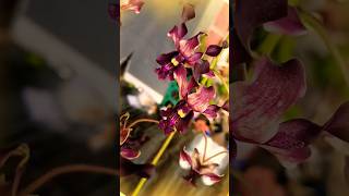 anggrek dendrobium sam ratulangi music song orchid [upl. by Aiz649]