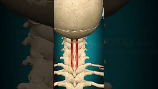 Spinalis capitis muscle action Head Extension Vertebral column Extension muscle anatomy [upl. by Eidahs]