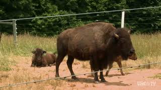 Sunset Ridge Buffalo Farm in Roxboro NC  North Carolina Weekend  UNCTV [upl. by Lexi]