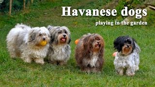 Havanese dogs playing in the garden [upl. by Eldwun]