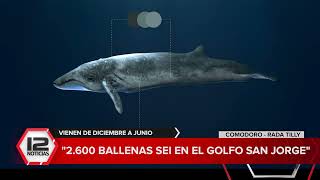 COMODORO RIVADAVIA  3600 ballenas Sei en el Golfo San Jorge [upl. by Abehshtab]