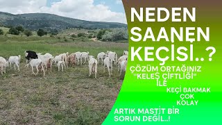 KEÇİLERDE NEDEN MASTİT OLUR ÇÖZÜMÜ NEDİR SAANEN KEÇİSİ NEDEN TERCİH EDİLİR [upl. by Mirilla]