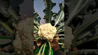 Liquid fertilizer से मिलेगा बड़ेबड़े phool gobhi  Sarso khali ka kamaal organicgardening [upl. by Bouldon]