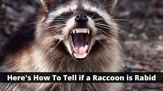 Heres How To Tell if a Raccoon is Rabid [upl. by Nnylannej349]