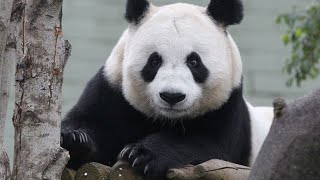 Giant Panda Tian Tian Edinburgh Zoo [upl. by Poirer]