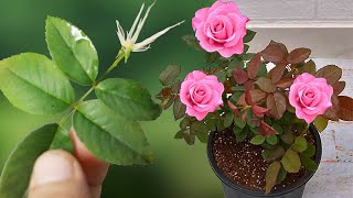 Great Methods and Ideas for Propagating Roses with Aloe Vera [upl. by Gennie]