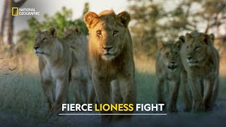 Lion vs Hyena Clash  Joubert Big Cat Reversion  हिंदी  S1  E6  Nat Geo Wild [upl. by Runkel]