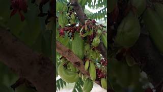 Averrhoa bilimbiIbakamias fruit kamias bilimbi fruit shorts [upl. by Nowaj]