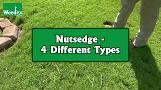 4 Different Types of Nutsedge and how to get rid of it [upl. by Neemsaj]