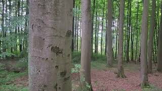 Wanderung durch BuchenHochwald am Krehberg im Odenwald  German forest ASMR short [upl. by Pyle632]