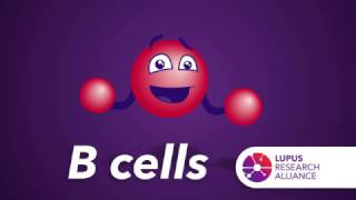 What are B Cells [upl. by Kentiga]