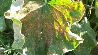 Cucumbers Blight  Cucumber diseases [upl. by Bamberger102]