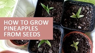 How To Grow Pineapples From Seeds [upl. by Colt319]