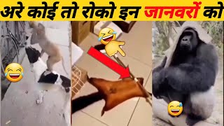 indianfunnyweddingvideos entertainment 🤣 😅 are Koi To ruko ine janvaron ko [upl. by Robillard]