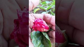 BUD TO FLOWER JOURNEY shorts youtubeshorts flowers hibiscus nature terracegarden pretty [upl. by Corty]