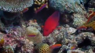 Fishing on Helium  Pacific Abyss  BBC Earth [upl. by Sanders]