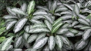 Aglaonema  Kolbenfaden Chinese Evergreens [upl. by Dorreg]