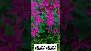 Mango mango song edit [upl. by Otilegna]