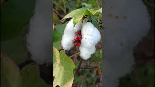 Gossypium arboreum Malvaceae family nature forest flower trending garden gardening forests [upl. by Zoltai95]