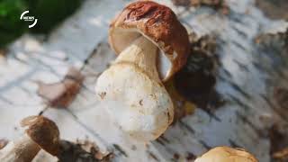 Exploring Fungal Diversity The Count of Recognized Mushroom Species [upl. by Gillan]