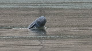 Irrawaddy Dolphins Swimming in the Mekong [upl. by Dore]