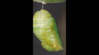 🦋🤯 Chrysalis Suspended From The Stem Of A Milkweed Leaf 🌿😳 shorts butterfly caterpillar [upl. by Artekal]