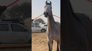 Marwari Filly Raavi at Muktsar Horse Fair 2024 [upl. by Aysa]