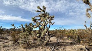 Joshua tree Forest [upl. by Ahsinat]