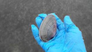 Sunray venus clam in situ 02032011 [upl. by Barnard573]