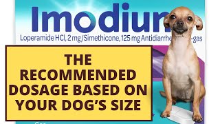 What’s the Right Imodium Dosage for Dogs with Diarrhea [upl. by Htidirrem]