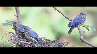 銅藍鶲 Verditer Flycatcher 4K [upl. by Eihtur]