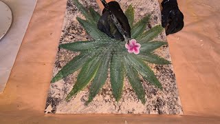 Painting Frangipani Flowers on a Textured Canvas [upl. by Sinnod]