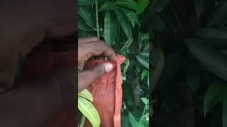 Mamidi thota farming tomato mango viralvideo viralreels viralshort farmer agriculture vege [upl. by Olga]