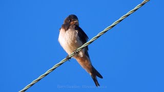 Goldcliff Birding 208  Curlew Swallow Ruff [upl. by Ryder]