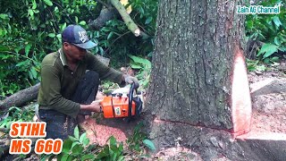 Mahogany Tree Felling With STIHL MS 660 [upl. by Adiesirb]