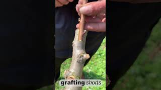 Simple grafting fruit tree l grafting shorts [upl. by Willem]