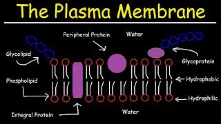 Fluid Mosaic Model of the Plasma Membrane  Phospholipid Bilayer [upl. by Sadella]